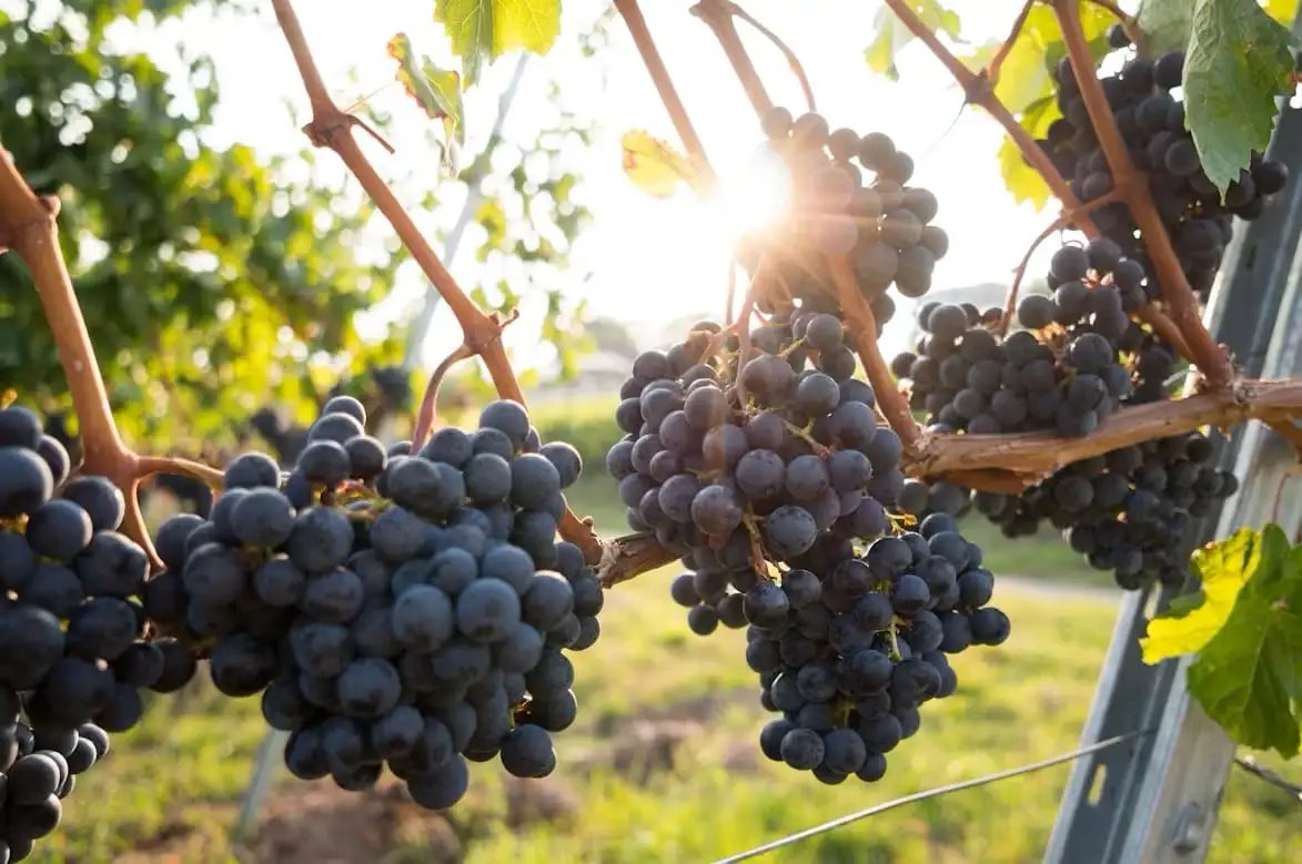Route des Grands Crus en voiture de collection en Bourgogne